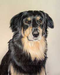 Portrait canin Hovawart Broock